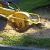 Tache Stump Grinding & Removal by Allied Tree